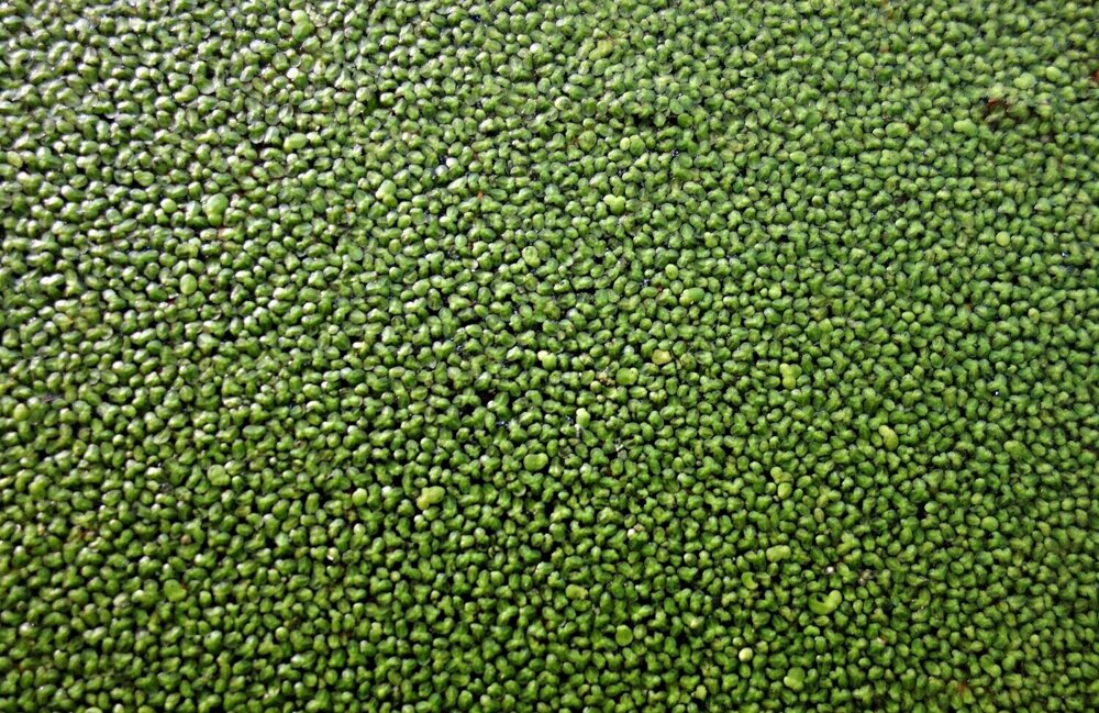 duckweed-1468049.jpg