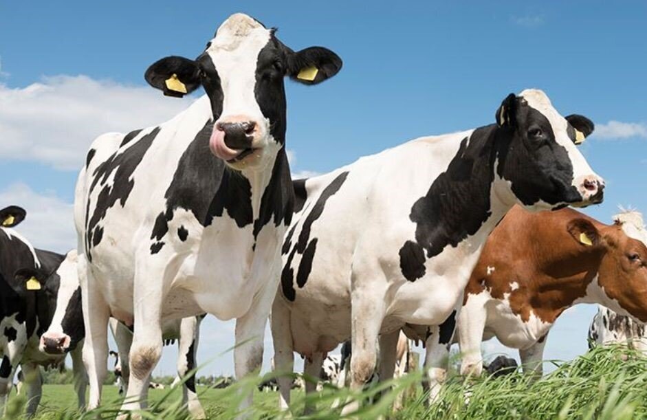 Arla Koeien Wij Boeren Melk Zuivel Nederland.jpg