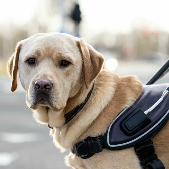 Blindengeleidehond van KNGF Geleidehonden in tuig kijkt in camera.jpg