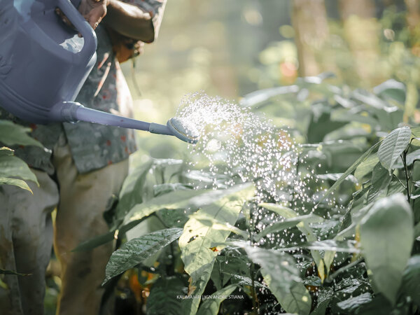 Rainforest Alliance Reg Ag.jpg