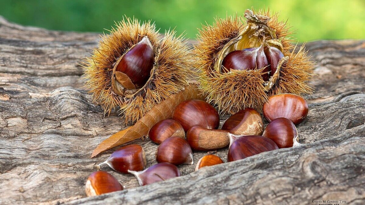 chestnuts-8083117_1280.jpg