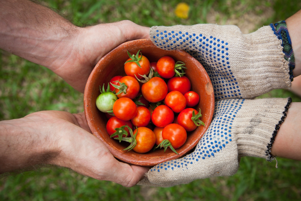 boeren_tomatenteelt_groenten_agf_handen_gewas.jpg
