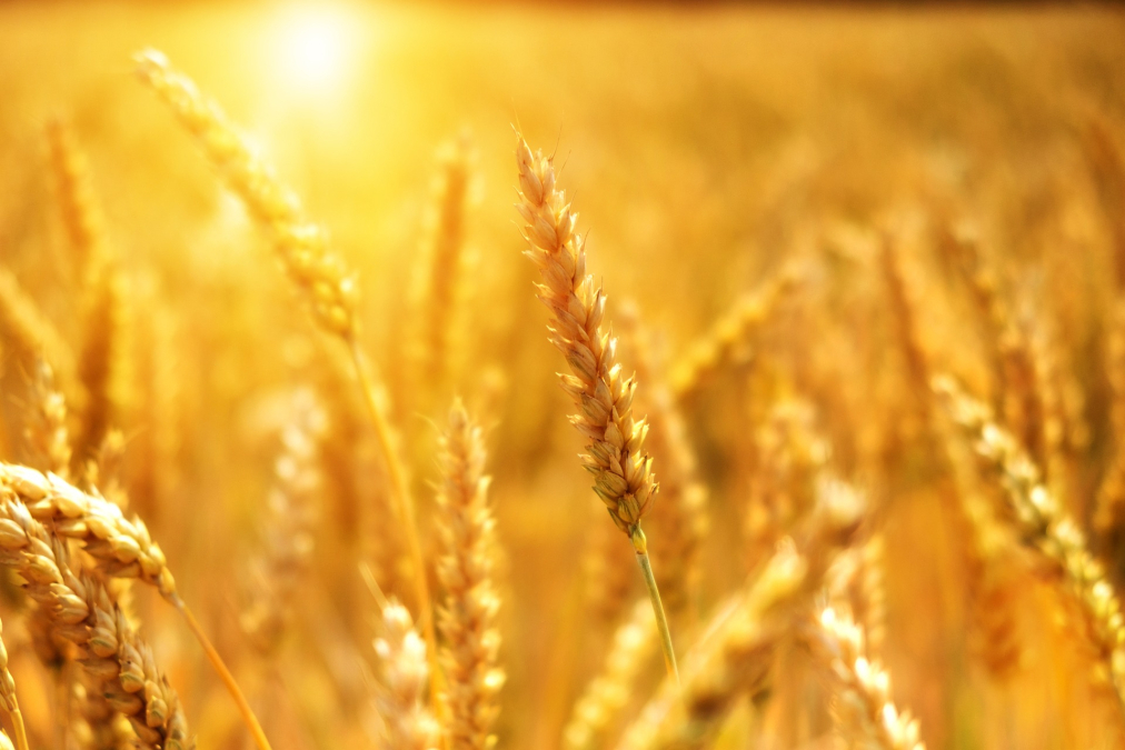 wheat-g41d241dcc_1920.jpg