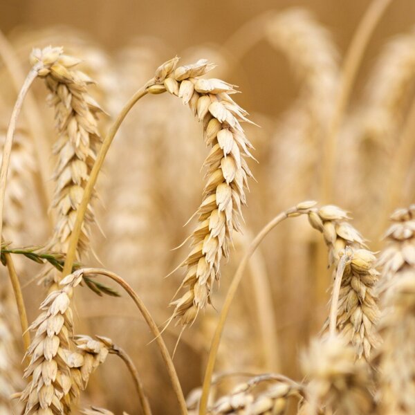 wheat-6536039_1920.jpg