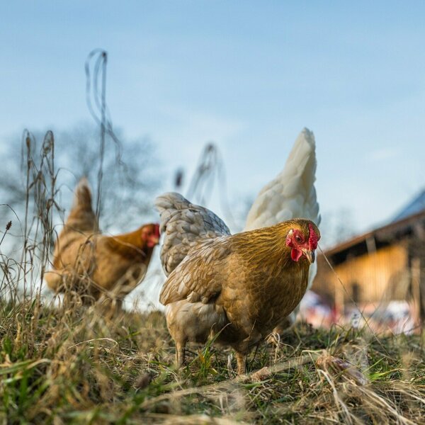chickens-6078279_1920.jpg