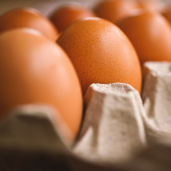 egg-7345934.jpg