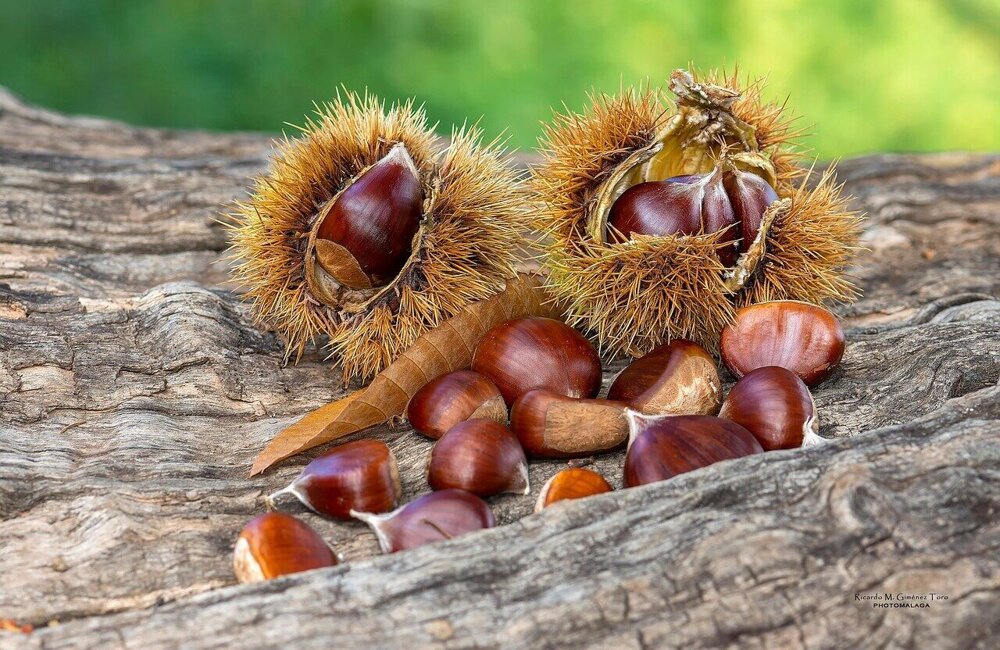 chestnuts-8083117_1280.jpg