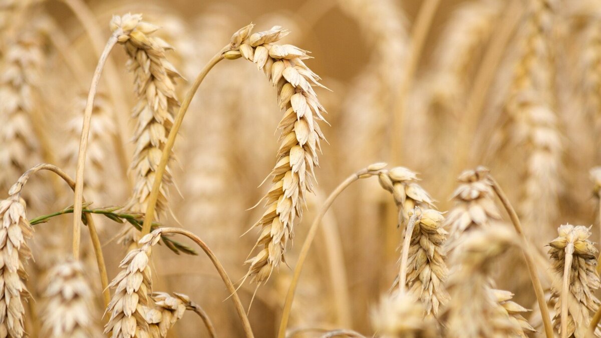 wheat-6536039_1920.jpg