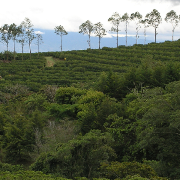 koffieplantage Illy.png