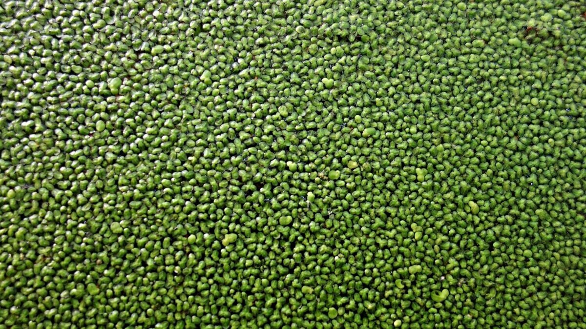 duckweed-1468049.jpg